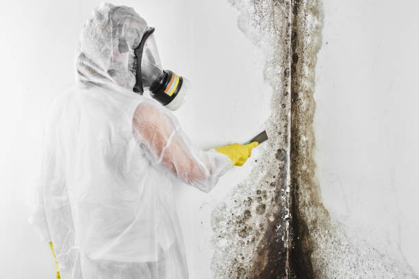 Best Residential Mold Remediation in Crittenden, KY