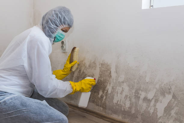 Best Crawl Space Mold Remediation in Crittenden, KY