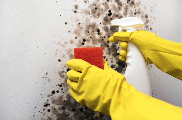 Best DIY Mold Remediation Support Services in Crittenden, KY