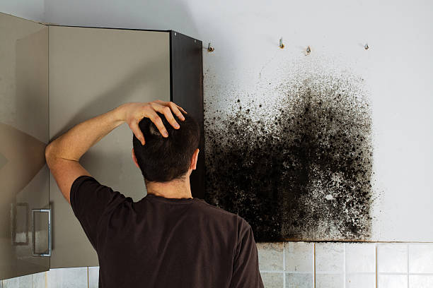 Professional Mold Remediation in Crittenden, KY